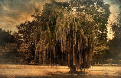 View of trees growing on field against lake in forest