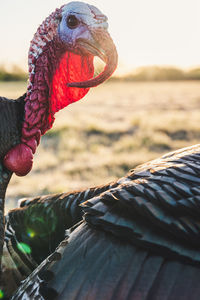 Close-up of a bird on land