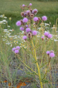 Close-up of lavender flowers