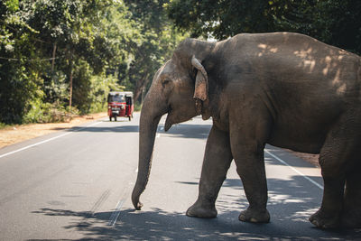 Wild elephant crossing main road while red tuk tuk gives him the right of way. 