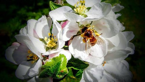 Close-up of bee pollinating flower