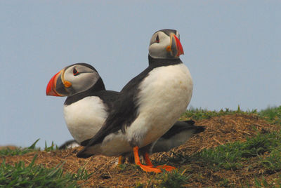 Close-up of duck on field