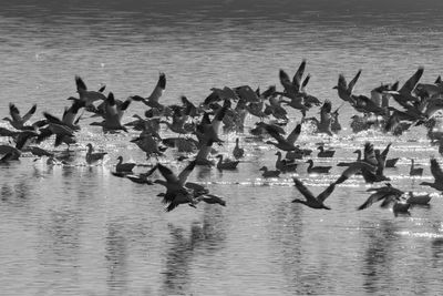 Seagulls flying over lake