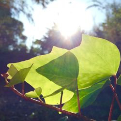 Close-up of leaf against sky