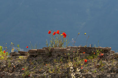 Close-up of red poppy flowers on field against sky