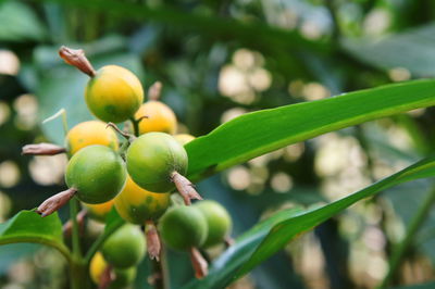 Close-up of fruits on tree