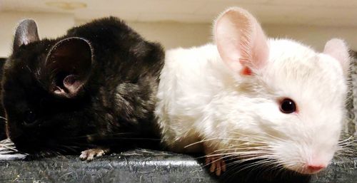 Close-up of two cats