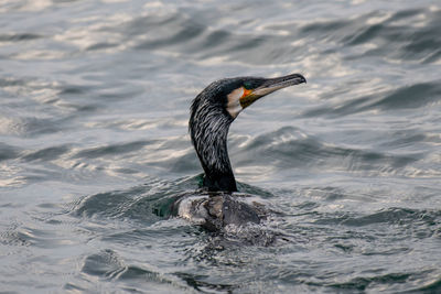 Bird swimming in lake