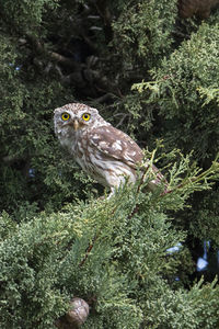 Portrait of owl perching on plant