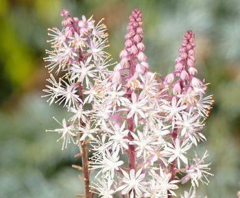 Close-up of pink cactus plant