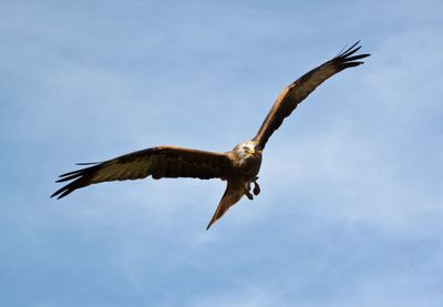 Low angle view of red kite flying in sky