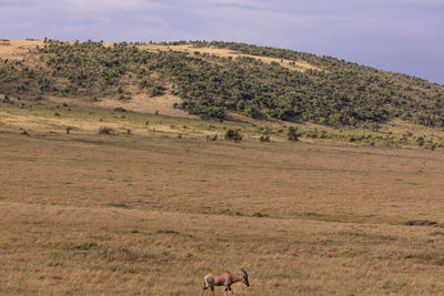 View of horse on field