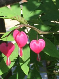 Close-up of pink flower