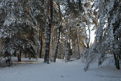 Trees on snow covered landscape