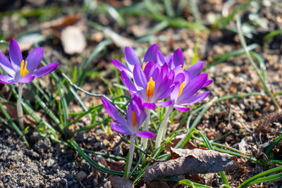 Close-up of purple crocus flowers on field