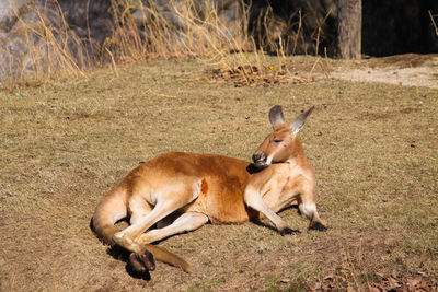 Kangaroo lying on grass