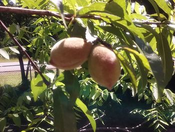 Close-up of fruits growing on tree