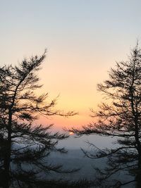 Silhouette trees against sky during sunset