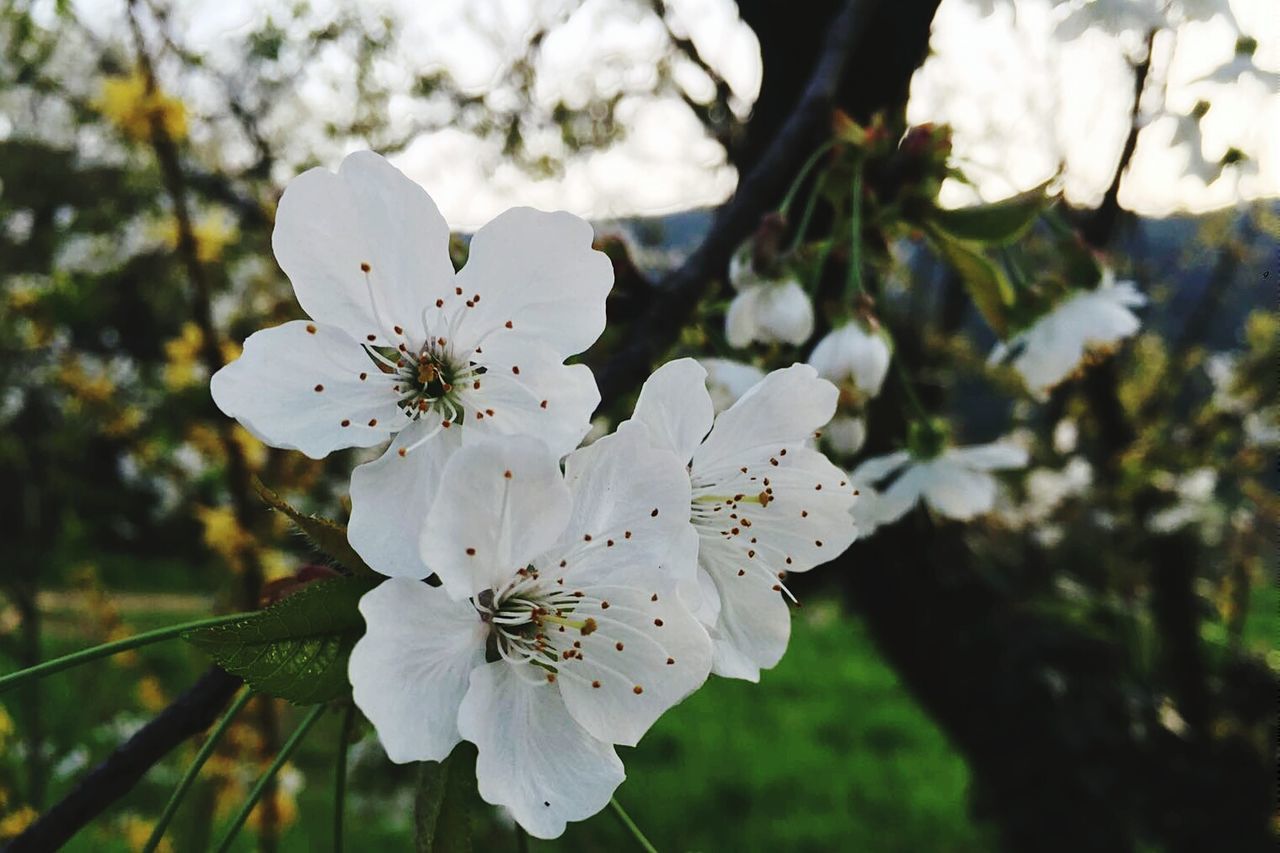 flower, freshness, growth, petal, fragility, white color, flower head, focus on foreground, beauty in nature, close-up, nature, blooming, in bloom, tree, stamen, blossom, pollen, plant, springtime, day