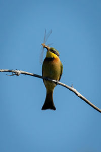 Little bee-eater eats insect on dead branch