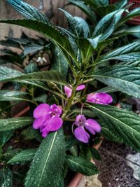 Close-up of purple flowers