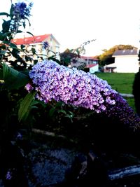 Close-up of purple flowers against sky