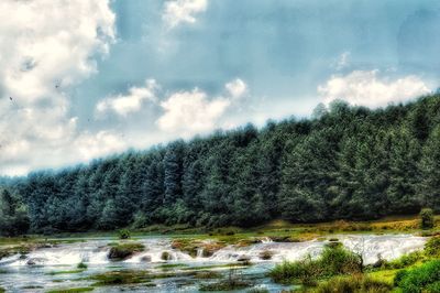 Scenic view of forest against sky