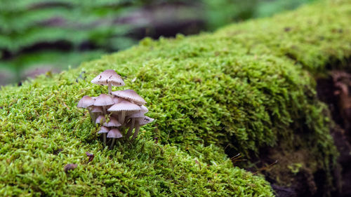 Close-up of mushroom growing in forest