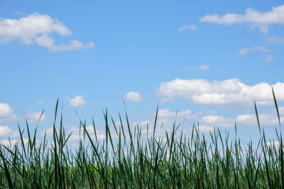 Close-up of grass on field against sky