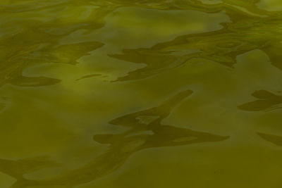 High angle view of fish swimming in lake