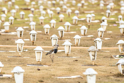 Bird perching on field at cemetery