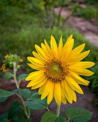 Close-up of sunflower