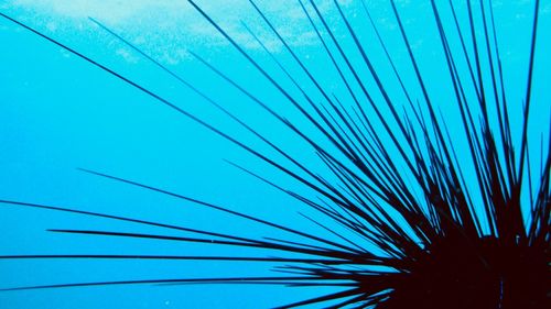 Low angle view of palm tree against blue sky