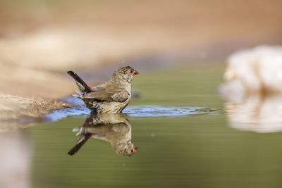 Red-billed