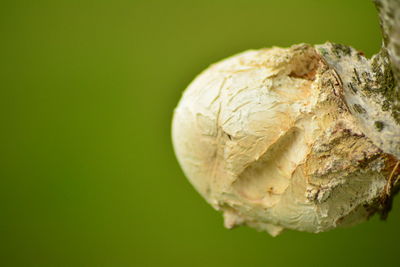 Close-up of water drop
