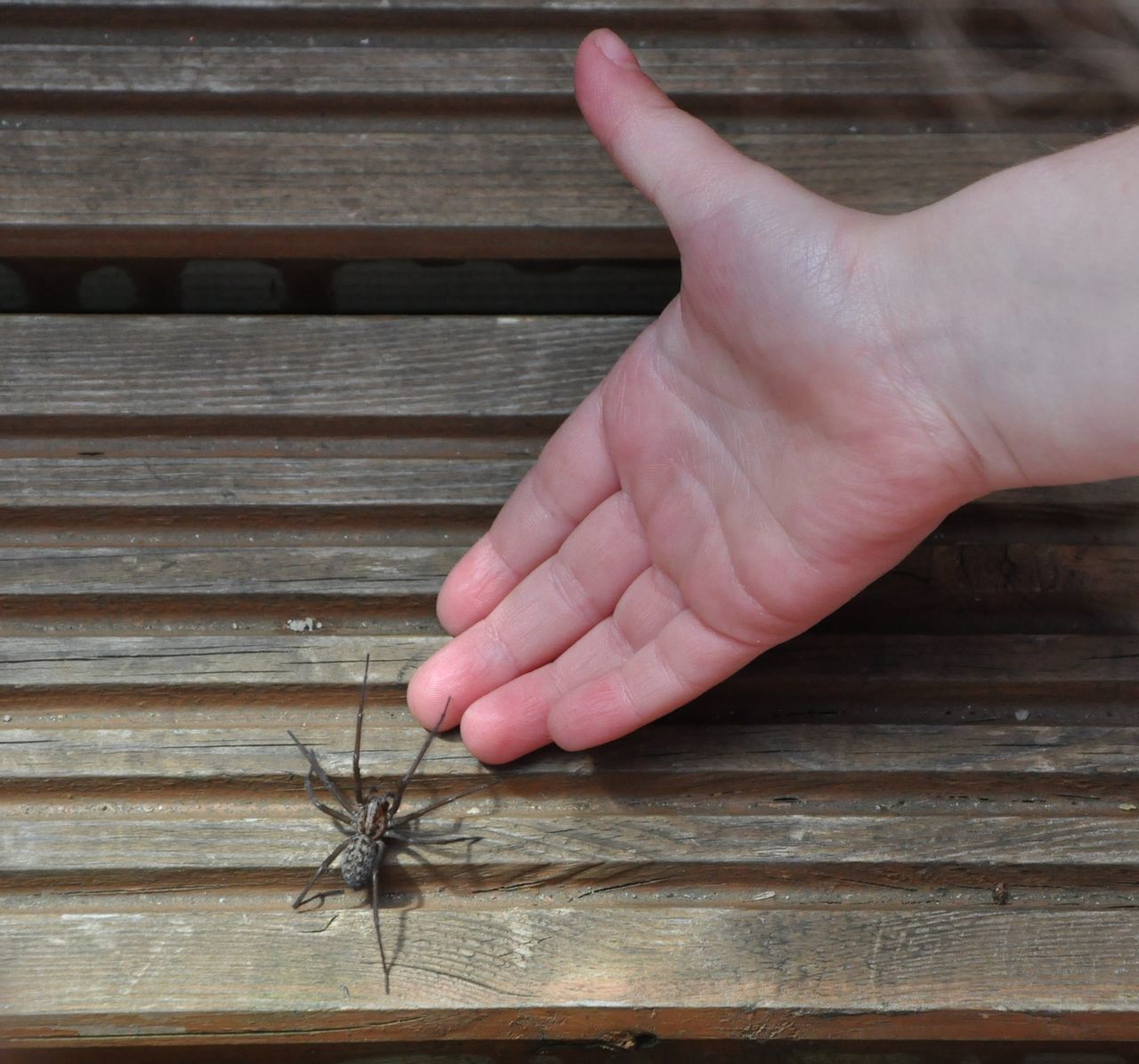 Spider on hand