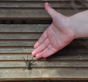 Close-up of wooden plank