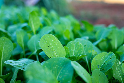 Close-up of plant leaves