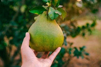 Close-up of hand holding fruit