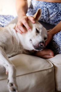 Midsection of woman with dog relaxing on bed