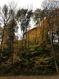 Low angle view of trees in forest during autumn