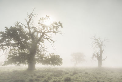 Trees on field against sky