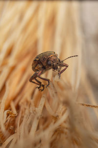 Close-up of insect on plant