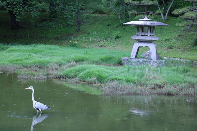 Bird in a lake