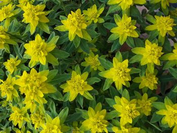 Full frame shot of yellow flowering plants