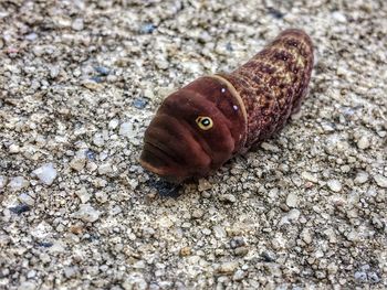 Close-up of a lizard