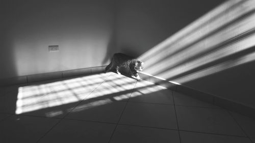 Cat walking by wall on floor in room at home