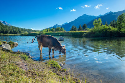 Horse standing in lake against sky