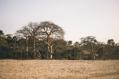 Trees on field against clear sky