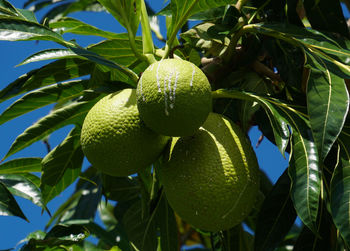 Close-up of fruits growing on tree